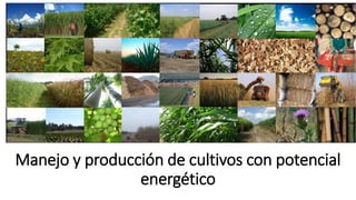 Manejo y producción de cultivos con potencial
energético
 