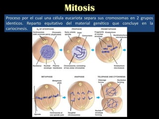 Mitosis
Proceso por el cual una célula eucariota separa sus cromosomas en 2 grupos
identicos. Reparto equitativo del mater...