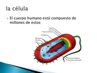  El cuerpo humano está compuesto de
millones de estos
 