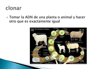  Tomar la ADN de una planta o animal y hacer
otro que es exactamente igual
 