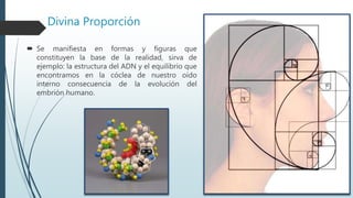 Divina Proporción
 Se manifiesta en formas y figuras que
constituyen la base de la realidad, sirva de
ejemplo: la estructura del ADN y el equilibrio que
encontramos en la cóclea de nuestro oído
interno consecuencia de la evolución del
embrión humano.
 