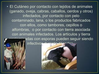 • El Cutáneo por contacto con tejidos de animales
(ganado, oveja, cabras, caballos, cerdos y otros)
infectados, por contacto con pelo
contaminado, lana, o los productos fabricados
con ellos, como tambores, cepillos o
alfombras, o por contacto con tierra asociada
con animales infectados. Los artículos y tierra
contaminadas con esporas pueden seguir siendo
infectivos durante décadas.
 