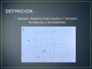 • bacteria, Bacteria Gram positiva 1 formador
de esporas, y es anaerobio.
 