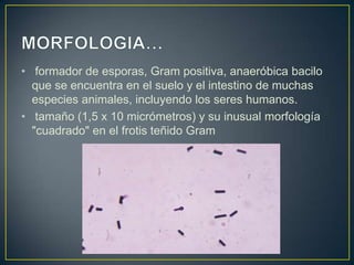 • formador de esporas, Gram positiva, anaeróbica bacilo
que se encuentra en el suelo y el intestino de muchas
especies animales, incluyendo los seres humanos.
• tamaño (1,5 x 10 micrómetros) y su inusual morfología
"cuadrado" en el frotis teñido Gram
 