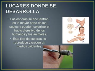 • Las esporas se encuentran
en la mayor parte de los
suelos y pueden colonizar el
tracto digestivo de los
humanos y los animales.
• Este tipo de esporas se
reproduce y crecen en
medios oxidantes.
 