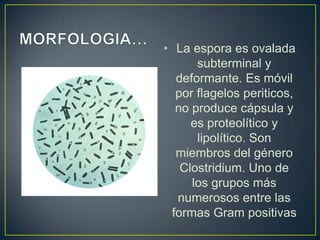 • La espora es ovalada
subterminal y
deformante. Es móvil
por flagelos periticos,
no produce cápsula y
es proteolítico y
lipolítico. Son
miembros del género
Clostridium. Uno de
los grupos más
numerosos entre las
formas Gram positivas
 