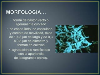 • forma de bastón recto o
ligeramente curvado
• no esporulado, no capsulado
y carente de movilidad, mide
de 1 a 8 µm de largo y de 0,3
a 0,8 µm de diámetro y
forman en cultivos
• agrupaciones ramificadas
con la apariencia
de ideogramas chinos.
 