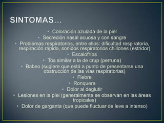 • Coloración azulada de la piel
• Secreción nasal acuosa y con sangre
• Problemas respiratorios, entre ellos: dificultad respiratoria,
respiración rápida, sonidos respiratorios chillones (estridor)
• Escalofríos
• Tos similar a la de crup (perruna)
• Babeo (sugiere que está a punto de presentarse una
obstrucción de las vías respiratorias)
• Fiebre
• Ronquera
• Dolor al deglutir
• Lesiones en la piel (generalmente se observan en las áreas
tropicales)
• Dolor de garganta (que puede fluctuar de leve a intenso)
 