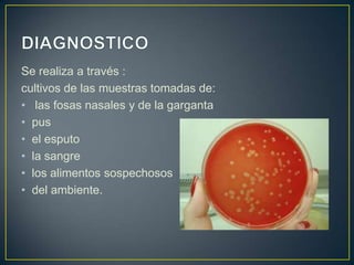 Se realiza a través :
cultivos de las muestras tomadas de:
• las fosas nasales y de la garganta
• pus
• el esputo
• la sangre
• los alimentos sospechosos
• del ambiente.
 