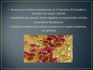 • bacteria que habita normalmente en el intestino del hombre y
animales de sangre caliente
• constituido por bacilos Gram negativo no esporulado móviles
• anaerobios facultativos
• crecen en medios de cultivos simples o en medios sintéticos
con glicerol
 