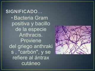 • Bacteria Gram
positiva y bacillo
de la especie
Anthracis.
Proviene
del griego anthraki
s , "carbón", y se
refiere al ántrax
cutáneo
 
