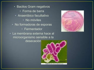 • Bacilos Gram negativos
• Forma de barra
• Anaeróbico facultativo
• No móviles
• No formadoras de esporas
• Fermentador
• La membrana externa hace al
microorganismo sensible a la
desecación
 