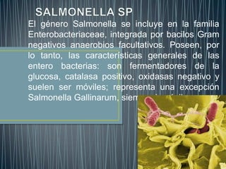 El género Salmonella se incluye en la familia
Enterobacteriaceae, integrada por bacilos Gram
negativos anaerobios facultativos. Poseen, por
lo tanto, las características generales de las
entero bacterias: son fermentadores de la
glucosa, catalasa positivo, oxidasas negativo y
suelen ser móviles; representa una excepción
Salmonella Gallinarum, siempre inmóvil.
 