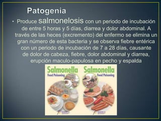 • Produce salmonelosis con un periodo de incubación
de entre 5 horas y 5 días, diarrea y dolor abdominal. A
través de las heces (excremento) del enfermo se elimina un
gran número de esta bacteria y se observa fiebre entérica
con un periodo de incubación de 7 a 28 días, causante
de dolor de cabeza, fiebre, dolor abdominal y diarrea,
erupción maculo-papulosa en pecho y espalda
 