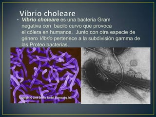 • Vibrio choleare es una bacteria Gram
negativa con bacilo curvo que provoca
el cólera en humanos, Junto con otra especie de
género Vibrio pertenece a la subdivisión gamma de
las Proteo bacterias.
 