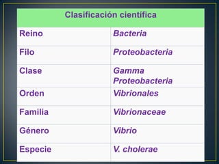 Clasificación científica
Reino Bacteria
Filo Proteobacteria
Clase Gamma
Proteobacteria
Orden Vibrionales
Familia Vibrionaceae
Género Vibrio
Especie V. cholerae
 