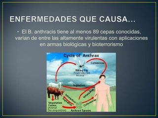 • El B. anthracis tiene al menos 89 cepas conocidas,
varían de entre las altamente virulentas con aplicaciones
en armas biológicas y bioterrorismo
 