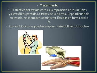 • Tratamiento
• El objetivo del tratamiento es la reposición de los líquidos
y electrólitos perdidos a través de la diarrea. Dependiendo de
su estado, se le pueden administrar líquidos en forma oral o
IV.
• Los antibióticos se pueden emplear: tetraciclina o doxiciclina.
 
