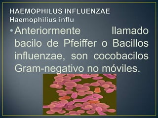 •Anteriormente llamado
bacilo de Pfeiffer o Bacillos
influenzae, son cocobacilos
Gram-negativo no móviles.
 