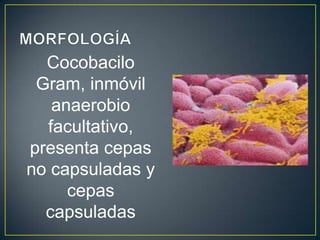 Cocobacilo
Gram, inmóvil
anaerobio
facultativo,
presenta cepas
no capsuladas y
cepas
capsuladas
 
