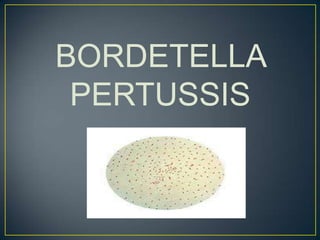 BORDETELLA
PERTUSSIS
 