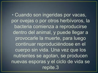 • Cuando son ingeridas por vacas,
por ovejas o por otros herbívoros, la
bacteria comienza a reproducirse
dentro del animal, y puede llegar a
provocarle la muerte, para luego
continuar reproduciéndose en el
cuerpo sin vida. Una vez que los
nutrientes se agotan, se producen
nuevas esporas y el ciclo de vida se
repite.3
 