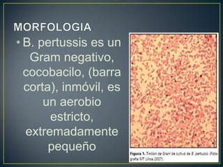 • B. pertussis es un
Gram negativo,
cocobacilo, (barra
corta), inmóvil, es
un aerobio
estricto,
extremadamente
pequeño
 