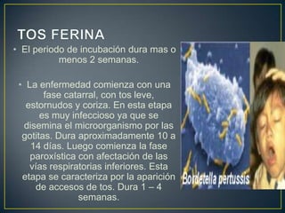 • El periodo de incubación dura mas o
menos 2 semanas.
• La enfermedad comienza con una
fase catarral, con tos leve,
estornudos y coriza. En esta etapa
es muy infeccioso ya que se
disemina el microorganismo por las
gotitas. Dura aproximadamente 10 a
14 días. Luego comienza la fase
paroxística con afectación de las
vías respiratorias inferiores. Esta
etapa se caracteriza por la aparición
de accesos de tos. Dura 1 – 4
semanas.
 