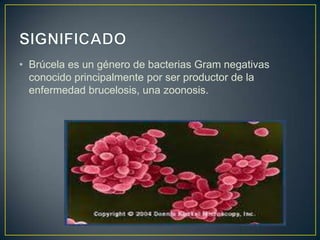 • Brúcela es un género de bacterias Gram negativas
conocido principalmente por ser productor de la
enfermedad brucelosis, una zoonosis.
 