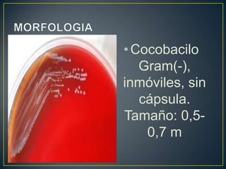 •Cocobacilo
Gram(-),
inmóviles, sin
cápsula.
Tamaño: 0,5-
0,7 m
 