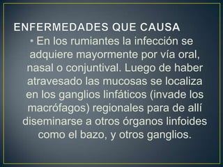 • En los rumiantes la infección se
adquiere mayormente por vía oral,
nasal o conjuntival. Luego de haber
atravesado las mucosas se localiza
en los ganglios linfáticos (invade los
macrófagos) regionales para de allí
diseminarse a otros órganos linfoides
como el bazo, y otros ganglios.
 