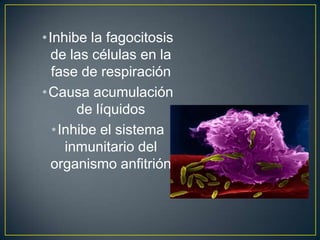 •Inhibe la fagocitosis
de las células en la
fase de respiración
•Causa acumulación
de líquidos
•Inhibe el sistema
inmunitario del
organismo anfitrión
 