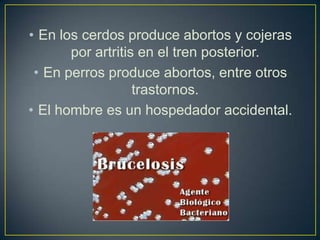 • En los cerdos produce abortos y cojeras
por artritis en el tren posterior.
• En perros produce abortos, entre otros
trastornos.
• El hombre es un hospedador accidental.
 