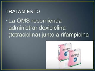 •La OMS recomienda
administrar doxiciclina
(tetraciclina) junto a rifampicina
 