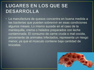 • La manufactura de quesos concentra en buena medida a
las bacterias que pueden sobrevivir en esas condiciones
algunos meses. Lo mismo sucede en el caso de la
mantequilla, crema o helados preparados con leche
contaminada. El consumo de carne cruda o mal cocida,
proveniente de animales infectados, representa un riesgo
menor, ya que el músculo contiene baja cantidad de
brúcelas.
 