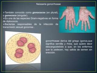 Neisseria gonorrhoeae
También conocido como gonococos (en plural),
o gonococo (singular).
Es una de las especies Gram-negativas en forma
de diplococos.
Bacterias responsables de la infección de
transmisión sexual gonorrea .
gonorrhoeae deriva del griego (gonos,que
significa semilla y rhóia, que quiere decir
descarga)debido a que, en los enfermos
que la padecen, hay salida de semen sin
erección.
 