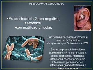 PSEUDOMONAS AERUGINOSA
Es una bacteria Gram-negativa.
Aeróbica.
con motilidad unipolar.
Fue descrita por primera vez con el
nombre de Bacterium
aeruginosum por Schroeter en 1872.
Capaz de producir infecciones
pulmonares, en la piel, oculares,
óticas, septicemia, meningitis,
infecciones óseas y articulares,
infecciones genitourinarias,
infecciones gastrointestinales y
diversos abscesos.
 
