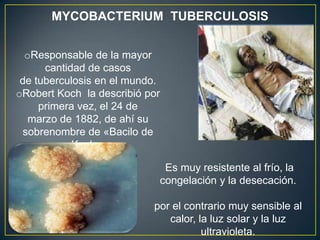 MYCOBACTERIUM TUBERCULOSIS
oResponsable de la mayor
cantidad de casos
de tuberculosis en el mundo.
oRobert Koch la describió por
primera vez, el 24 de
marzo de 1882, de ahí su
sobrenombre de «Bacilo de
Koch».
Es muy resistente al frío, la
congelación y la desecación.
por el contrario muy sensible al
calor, la luz solar y la luz
ultravioleta.
 