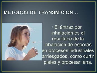 • El ántrax por
inhalación es el
resultado de la
inhalación de esporas
en procesos industriales
arriesgados, como curtir
pieles y procesar lana.
 