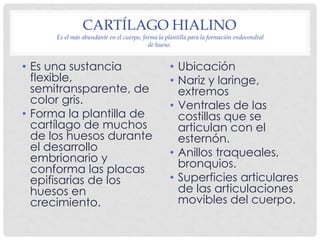 CARTÍLAGO HIALINO
      Es el más abundante en el cuerpo, forma la plantilla para la formación endocondral
               ...