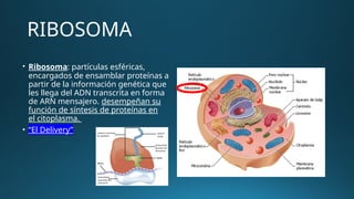 Unidad 4 Tipos de Celulas Clase de Biologia.pptx