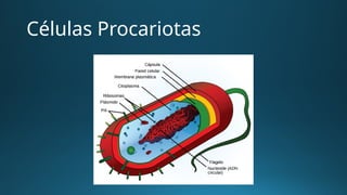 Unidad 4 Tipos de Celulas Clase de Biologia.pptx