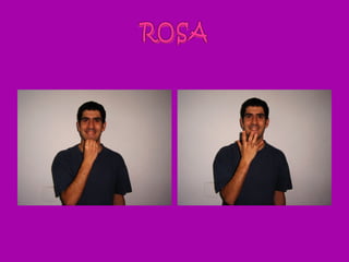ROSA
 