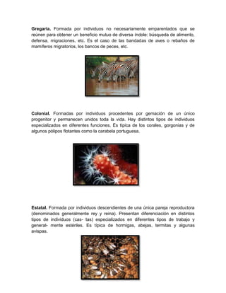 Gregaria. Formada por individuos no necesariamente emparentados que se
reúnen para obtener un beneficio mutuo de diversa índole: búsqueda de alimento,
defensa, migraciones, etc. Es el caso de las bandadas de aves o rebaños de
mamíferos migratorios, los bancos de peces, etc.
Colonial. Formadas por individuos procedentes por gemación de un único
progenitor y permanecen unidos toda la vida. Hay distintos tipos de individuos
especializados en diferentes funciones. Es típica de los corales, gorgonias y de
algunos pólipos flotantes como la carabela portuguesa.
Estatal. Formada por individuos descendientes de una única pareja reproductora
(denominados generalmente rey y reina). Presentan diferenciación en distintos
tipos de individuos (cas- tas) especializados en diferentes tipos de trabajo y
general- mente estériles. Es típica de hormigas, abejas, termitas y algunas
avispas.
 