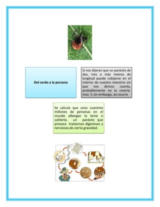 Del cerdo a la persona
Si nos dijeran que un parásito de
dos, tres o más metros de
longitud puede cobijarse en el
interior de nuestro intestino sin
que nos demos cuenta,
probablemente no lo creería-
mos. Y, sin embargo, así ocurre
Se calcula que unos cuarenta
millones de personas en el
mundo albergan la tenia o
solitaria, un parásito que
provoca trastornos digestivos y
nerviosos de cierta gravedad.
 