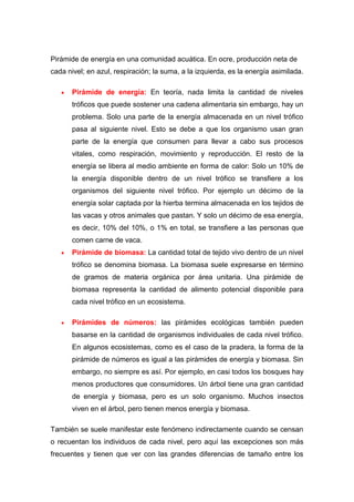 Pirámide de energía en una comunidad acuática. En ocre, producción neta de
cada nivel; en azul, respiración; la suma, a la izquierda, es la energía asimilada.
Pirámide de energía: En teoría, nada limita la cantidad de niveles
tróficos que puede sostener una cadena alimentaria sin embargo, hay un
problema. Solo una parte de la energía almacenada en un nivel trófico
pasa al siguiente nivel. Esto se debe a que los organismo usan gran
parte de la energía que consumen para llevar a cabo sus procesos
vitales, como respiración, movimiento y reproducción. El resto de la
energía se libera al medio ambiente en forma de calor: Solo un 10% de
la energía disponible dentro de un nivel trófico se transfiere a los
organismos del siguiente nivel trófico. Por ejemplo un décimo de la
energía solar captada por la hierba termina almacenada en los tejidos de
las vacas y otros animales que pastan. Y solo un décimo de esa energía,
es decir, 10% del 10%, o 1% en total, se transfiere a las personas que
comen carne de vaca.
Pirámide de biomasa: La cantidad total de tejido vivo dentro de un nivel
trófico se denomina biomasa. La biomasa suele expresarse en término
de gramos de materia orgánica por área unitaria. Una pirámide de
biomasa representa la cantidad de alimento potencial disponible para
cada nivel trófico en un ecosistema.
Pirámides de números: las pirámides ecológicas también pueden
basarse en la cantidad de organismos individuales de cada nivel trófico.
En algunos ecosistemas, como es el caso de la pradera, la forma de la
pirámide de números es igual a las pirámides de energía y biomasa. Sin
embargo, no siempre es así. Por ejemplo, en casi todos los bosques hay
menos productores que consumidores. Un árbol tiene una gran cantidad
de energía y biomasa, pero es un solo organismo. Muchos insectos
viven en el árbol, pero tienen menos energía y biomasa.
También se suele manifestar este fenómeno indirectamente cuando se censan
o recuentan los individuos de cada nivel, pero aquí las excepciones son más
frecuentes y tienen que ver con las grandes diferencias de tamaño entre los
 