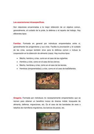 Las asociaciones intraespecíficas.
Son relaciones encaminadas a la mejor obtención de un objetivo común,
generalmente, el cuidado de la prole, la defensa o el reparto del trabajo. Hay
diferentes tipos:
Familiar. Formada en general por individuos emparentados entre sí,
generalmente los progenitores y sus crías. Facilita la procreación y el cuidado
de las crías, aunque también sirve para la defensa común o incluso la
cooperación en la obtención de alimento (caza). Hay muchos tipos:
Macho, hembra y crías, como en el caso de las cigüeñas.
Hembra y crías, como en el caso de los ciervos.
Macho, hembras y crías, como en el caso de los leones.
Hembras (emparentadas) y crías, como en el caso de losElefantes.
Gregaria. Formada por individuos no necesariamente emparentados que se
reúnen para obtener un beneficio mutuo de diversa índole: búsqueda de
alimento, defensa, migraciones, etc. Es el caso de las bandadas de aves o
rebaños de mamíferos migratorios, los bancos de peces, etc.
 