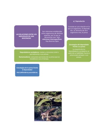 Estrategias de la presa frente
al depredador
Huir,defenderse,esconderse.
Depredadores verdaderos: matan y consumen total o
parcialmente a sus presas.
Ramoneadores: consumen porciones de su presa que se
restablecen con el tiempo.
LAS RELACIONES ENTRE LOS
INDIVIDUOS DE UNA
BIOCENOSIS
Son relaciones establecidas
entre organismos de distintas
especies, por lo que se
denominan tam- bién
relaciones interespecíficas.
Hay diversos tipos
Estrategias del depredador
frente a su presa
La mayoría de los
depredadores verdaderos se
valen de su habilidad, fuerza o
astucia para atrapar a sus
presas.
a) Depredación
Consiste en una relación en la
que un organismo, el depreda-
dor, se alimenta de otro
organismo vivo, la presa
 