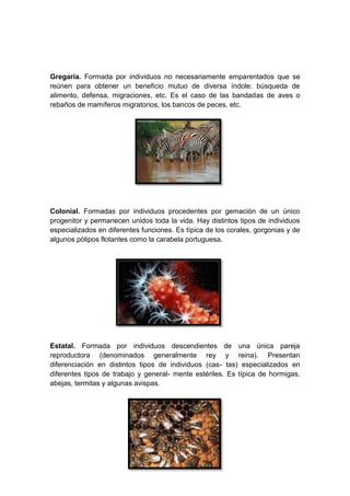 Gregaria. Formada por individuos no necesariamente emparentados que se
reúnen para obtener un beneficio mutuo de diversa índole: búsqueda de
alimento, defensa, migraciones, etc. Es el caso de las bandadas de aves o
rebaños de mamíferos migratorios, los bancos de peces, etc.
Colonial. Formadas por individuos procedentes por gemación de un único
progenitor y permanecen unidos toda la vida. Hay distintos tipos de individuos
especializados en diferentes funciones. Es típica de los corales, gorgonias y de
algunos pólipos flotantes como la carabela portuguesa.
Estatal. Formada por individuos descendientes de una única pareja
reproductora (denominados generalmente rey y reina). Presentan
diferenciación en distintos tipos de individuos (cas- tas) especializados en
diferentes tipos de trabajo y general- mente estériles. Es típica de hormigas,
abejas, termitas y algunas avispas.
 
