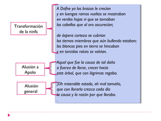 A Dafne ya los brazos le crecían
y en luengos ramos vueltos se mostraban
en verdes hojas vi que se tornaban
los cabellos que al oro oscurecían;
de áspera corteza se cubrían
los tiernos miembros que aún bullendo estaban;
los blancos pies en tierra se hincaban
y en torcidas raíces se volvían.
Aquel que fue la causa de tal daño
a fuerza de llorar, crecer hacía
este árbol, que con lágrimas regaba.
¡Oh miserable estado, oh mal tamaño,
que con llorarla crezca cada día
la causa y la razón por que lloraba.
.
A Dafne ya los brazos le crecían
y en luengos ramos vueltos se mostraban
en verdes hojas vi que se tornaban
los cabellos que al oro oscurecían;
de áspera corteza se cubrían
los tiernos miembros que aún bullendo estaban;
los blancos pies en tierra se hincaban
y en torcidas raíces se volvían.
Aquel que fue la causa de tal daño
a fuerza de llorar, crecer hacía
este árbol, que con lágrimas regaba.
¡Oh miserable estado, oh mal tamaño,
que con llorarla crezca cada día
la causa y la razón por que lloraba.
.
Transformación
de la ninfa
Alusión a
Apolo
Alusión
general
 
